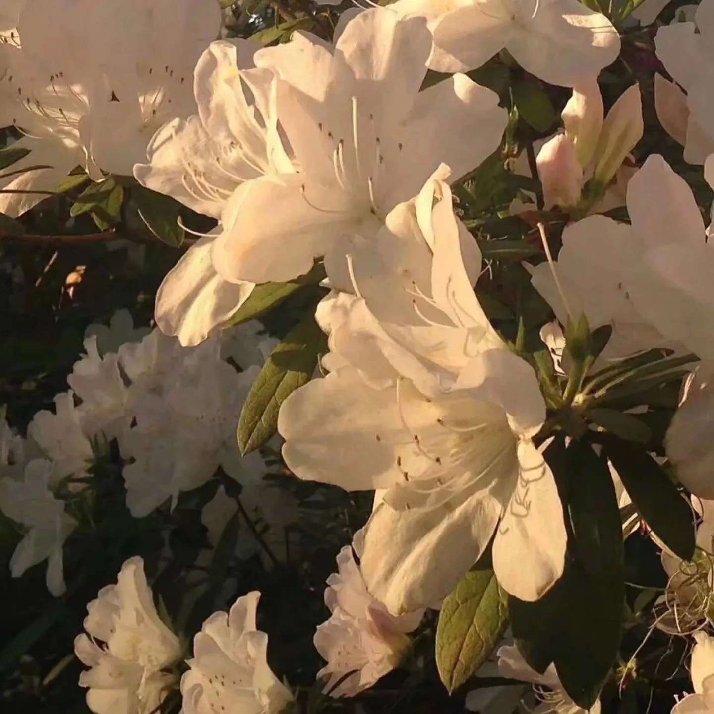 芊芊文案馆
