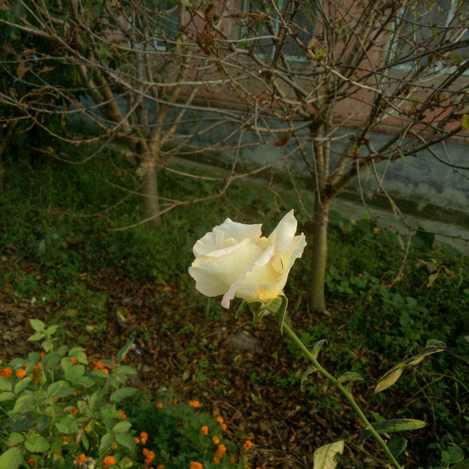 Tsing的专辑