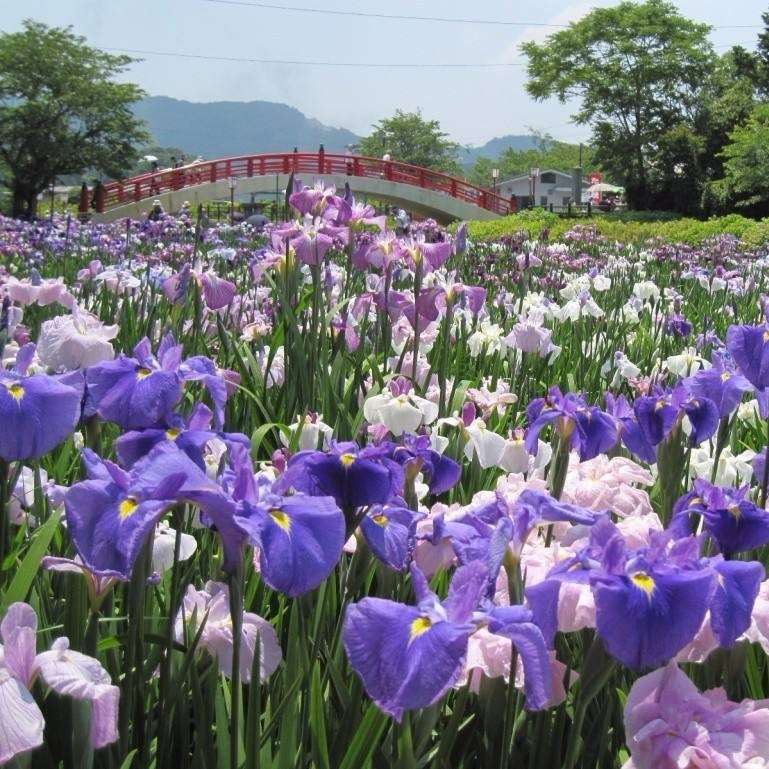 《鸢尾花园》