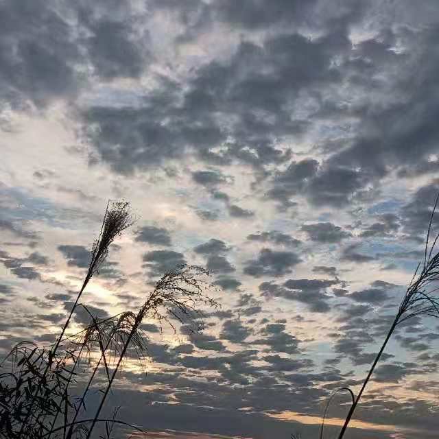 桉