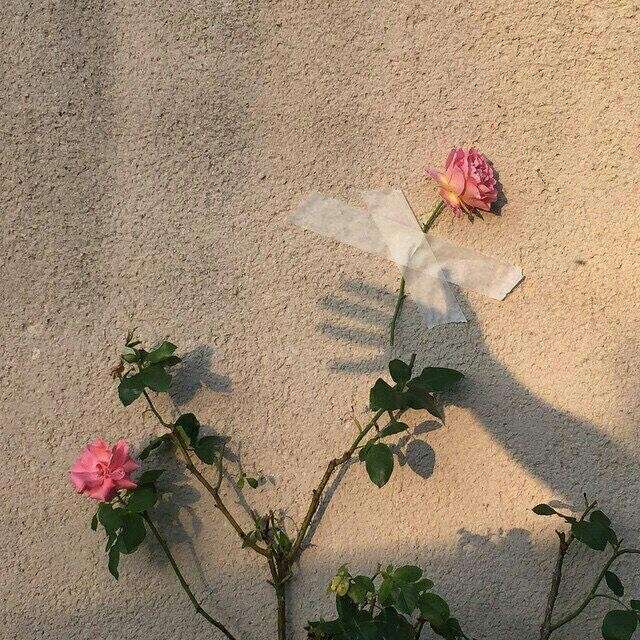 花晨月夕
