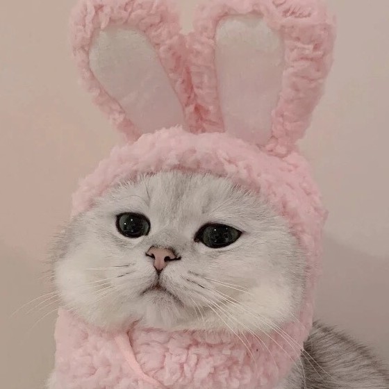 小说