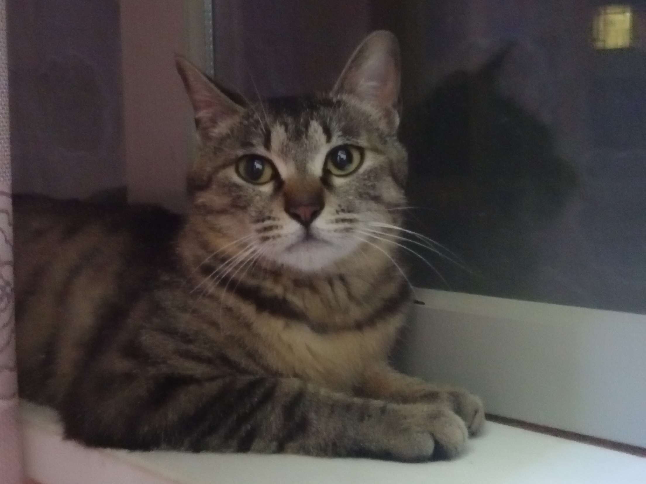 猫咪