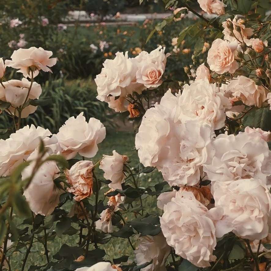 beautiful dreams