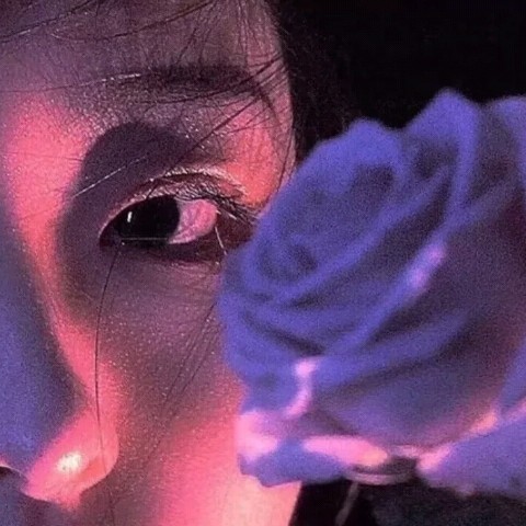 白鸽衔玫瑰.