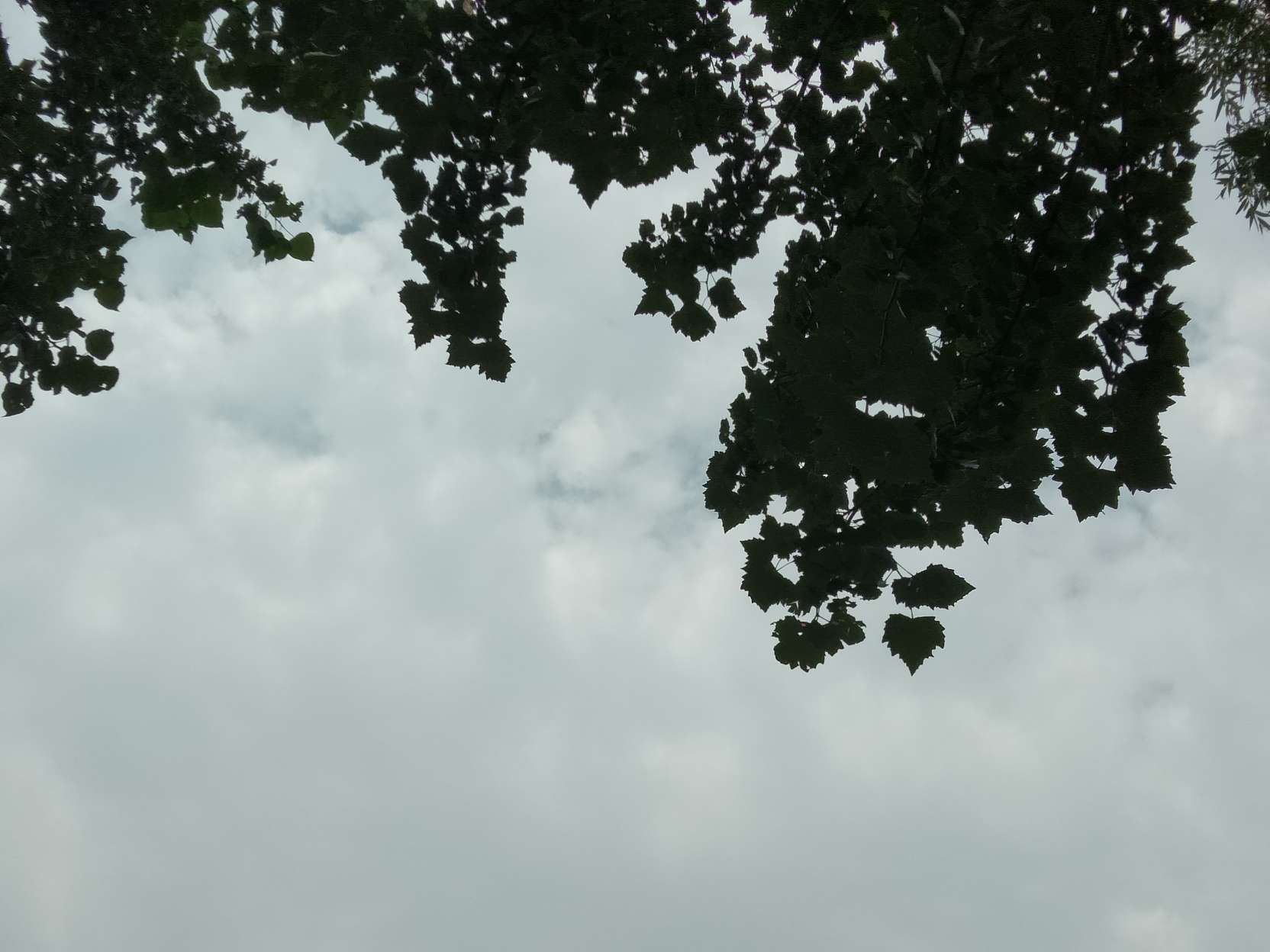 言.爱