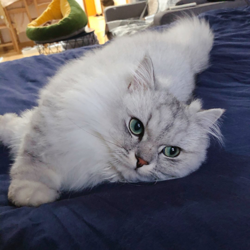 是梦