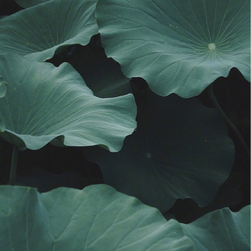 荷