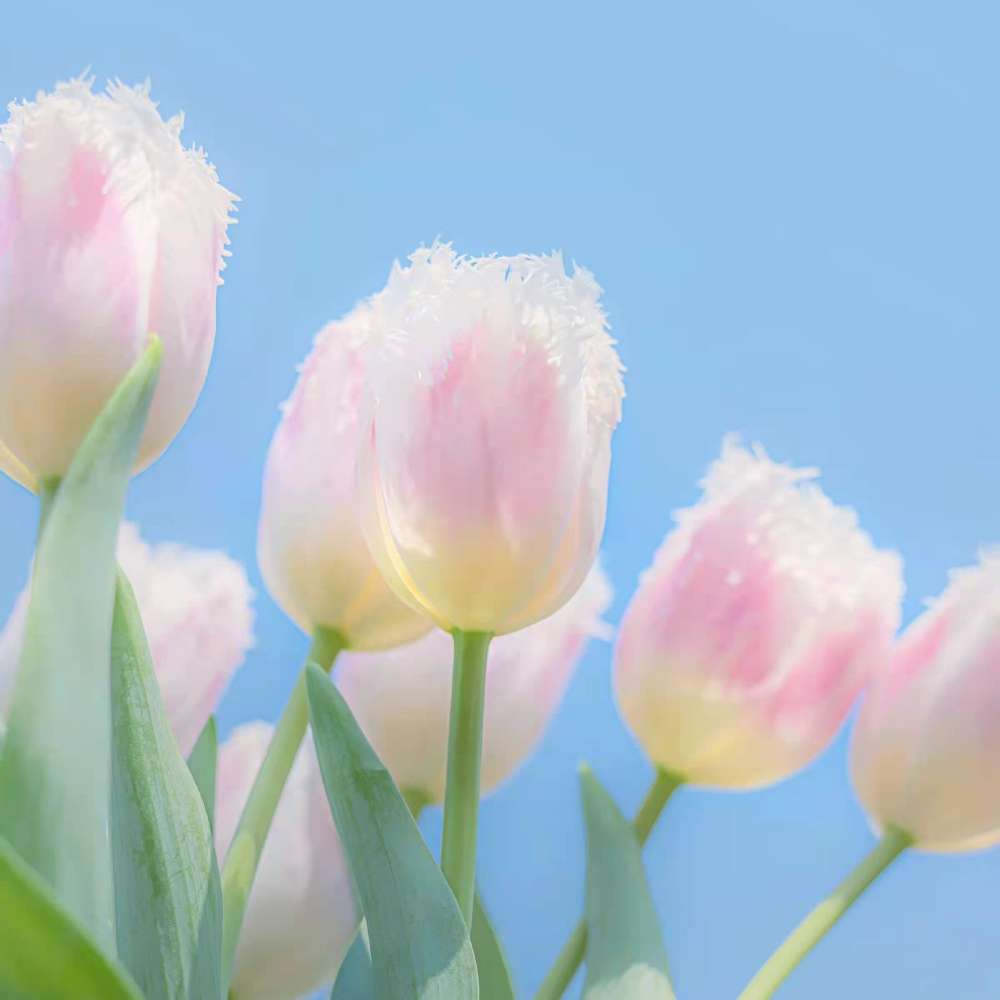 让我送你一片花海