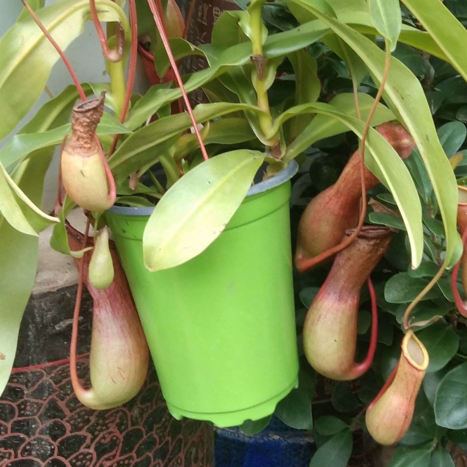 心真的会骗自己吗