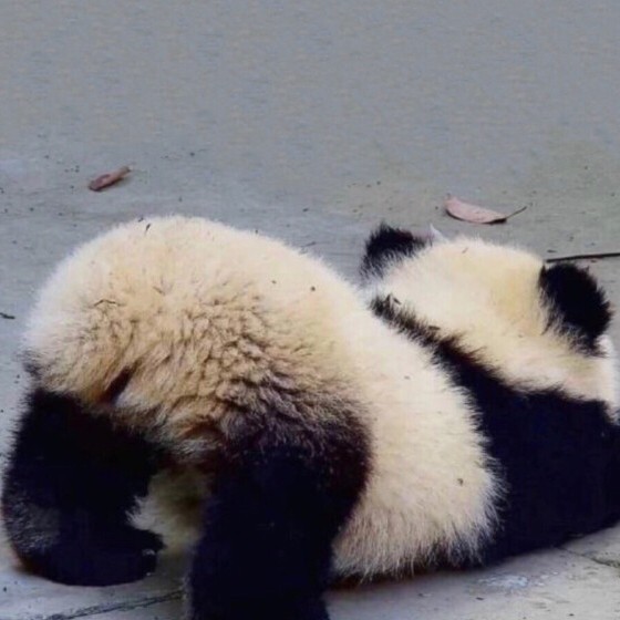 单身狗会所