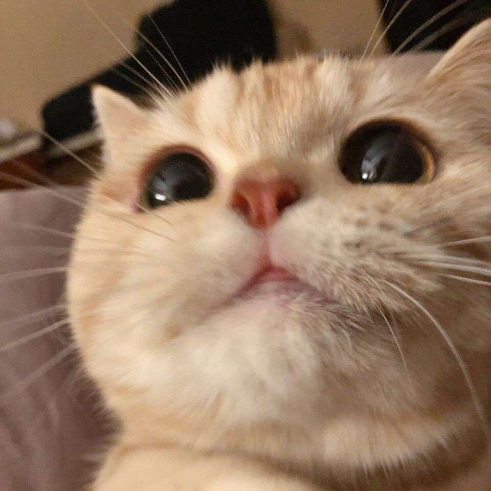 文案