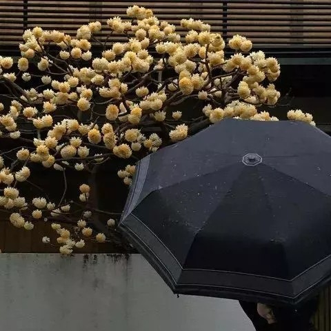 微丧