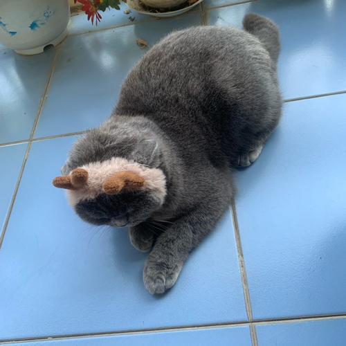 嘎嘎嘎