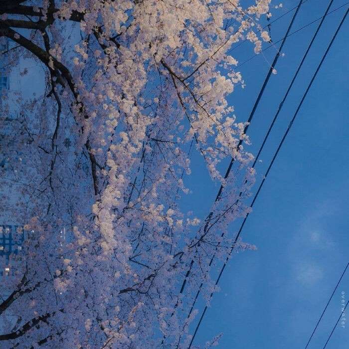 电影台词