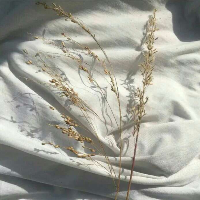 卿玖.辑