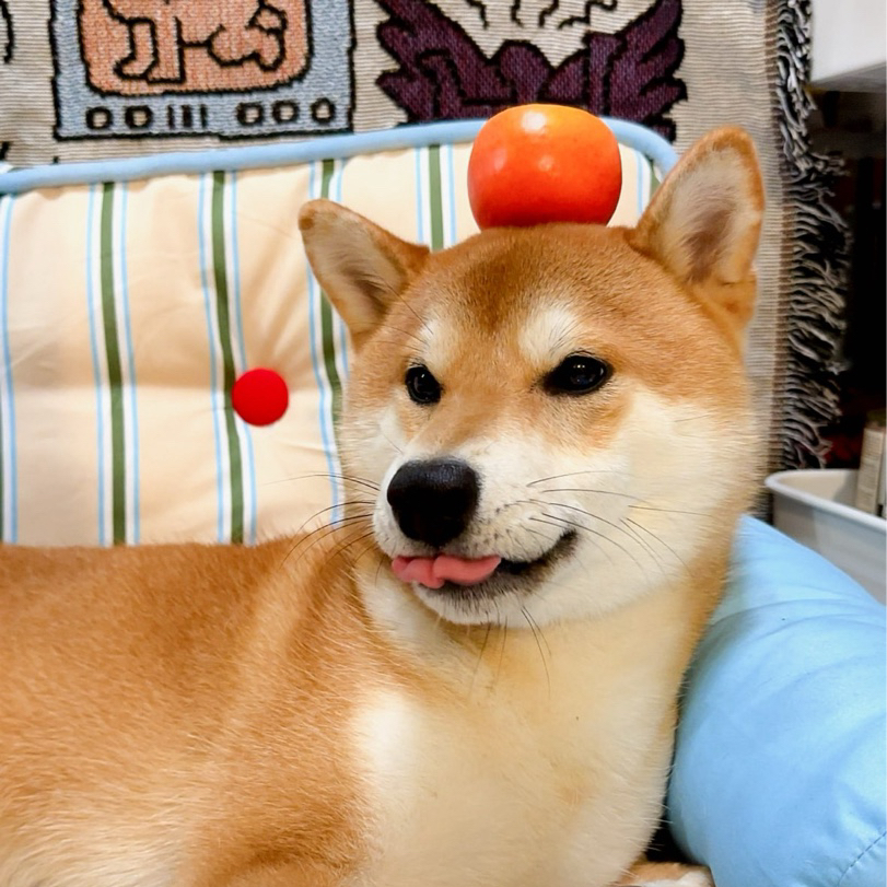 宠物文案