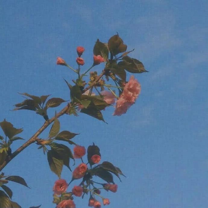 浪漫