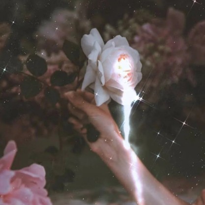 玫瑰到了花期