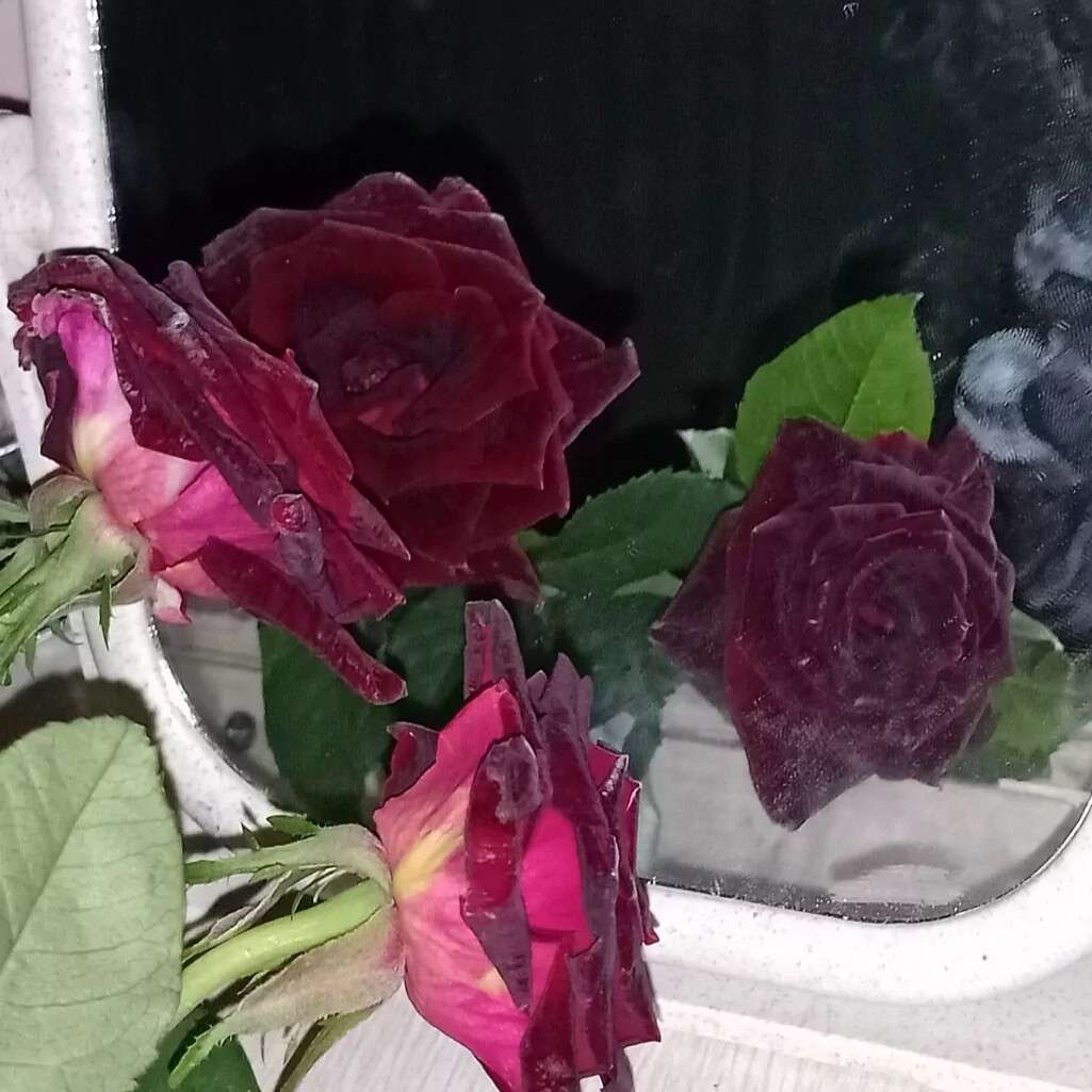 玫瑰的专辑