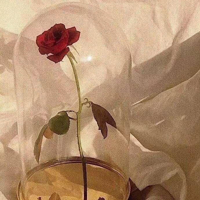 红玫瑰