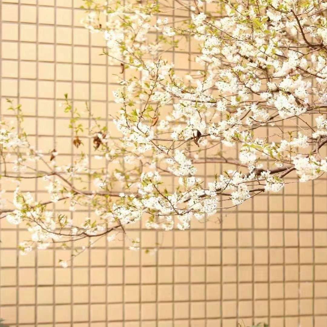 扶苏集