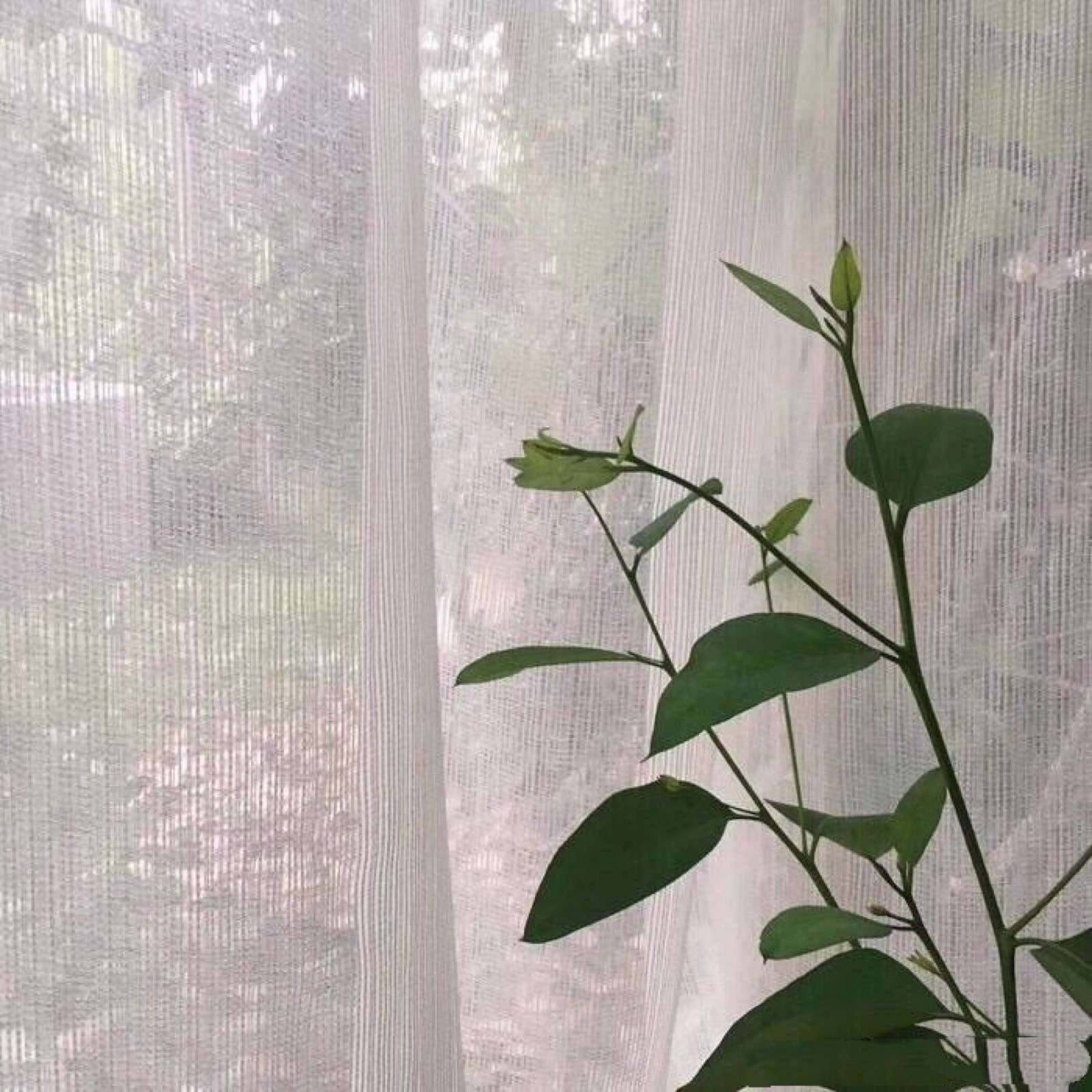 清新