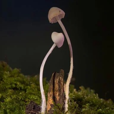 将未离开
