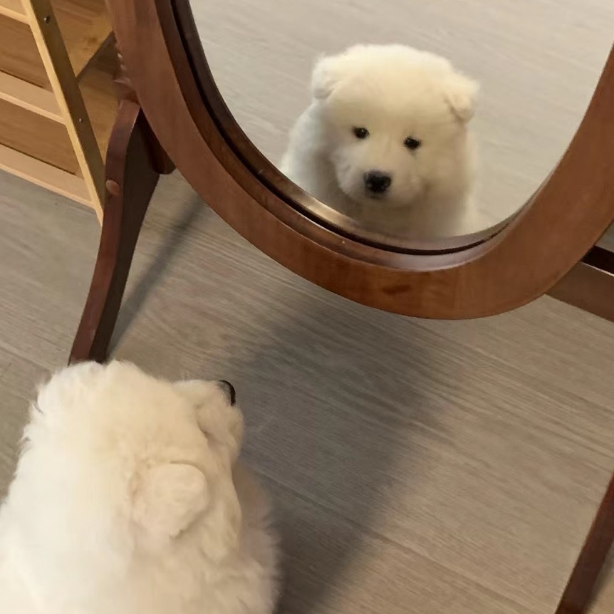 伤心小狗