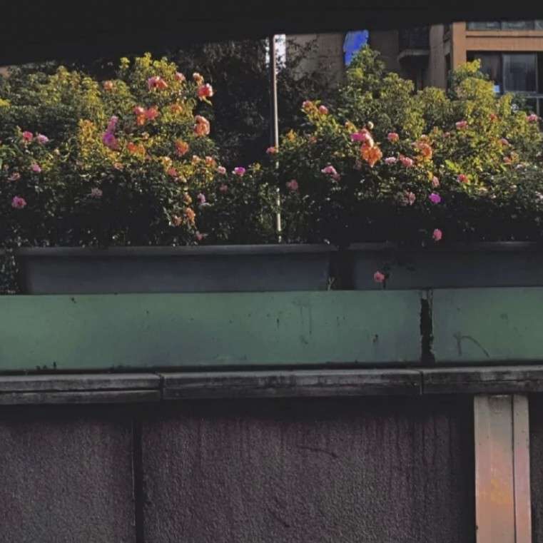 小Yang的专辑