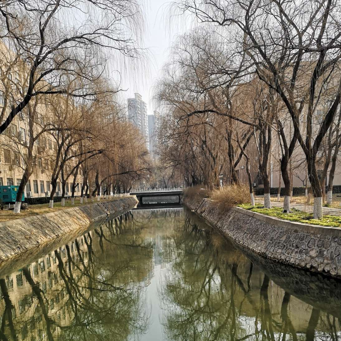 毒鸡汤