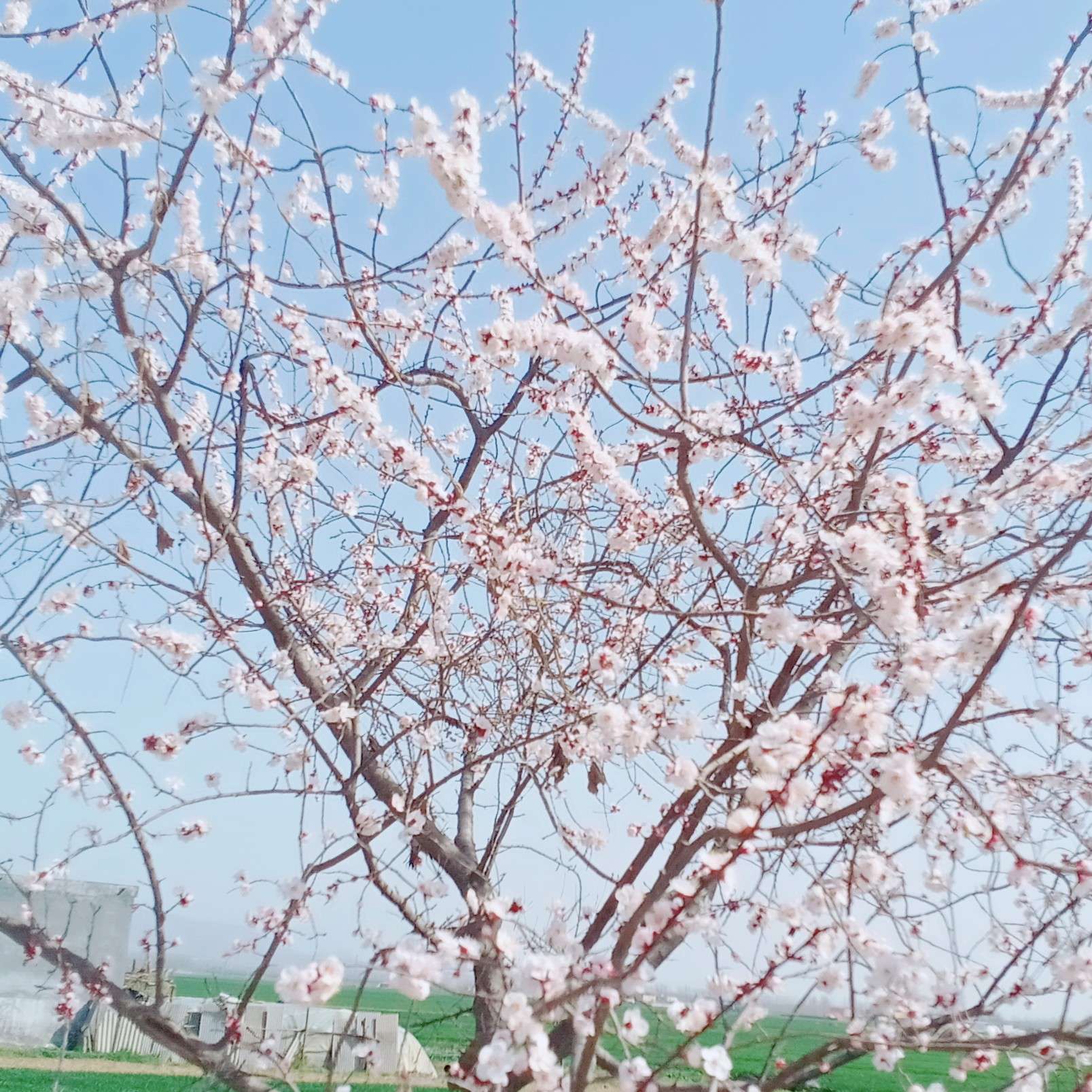半是修缘半是君的专辑