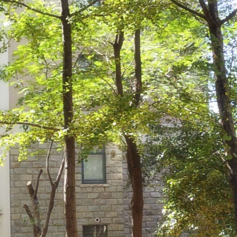 雾夏.