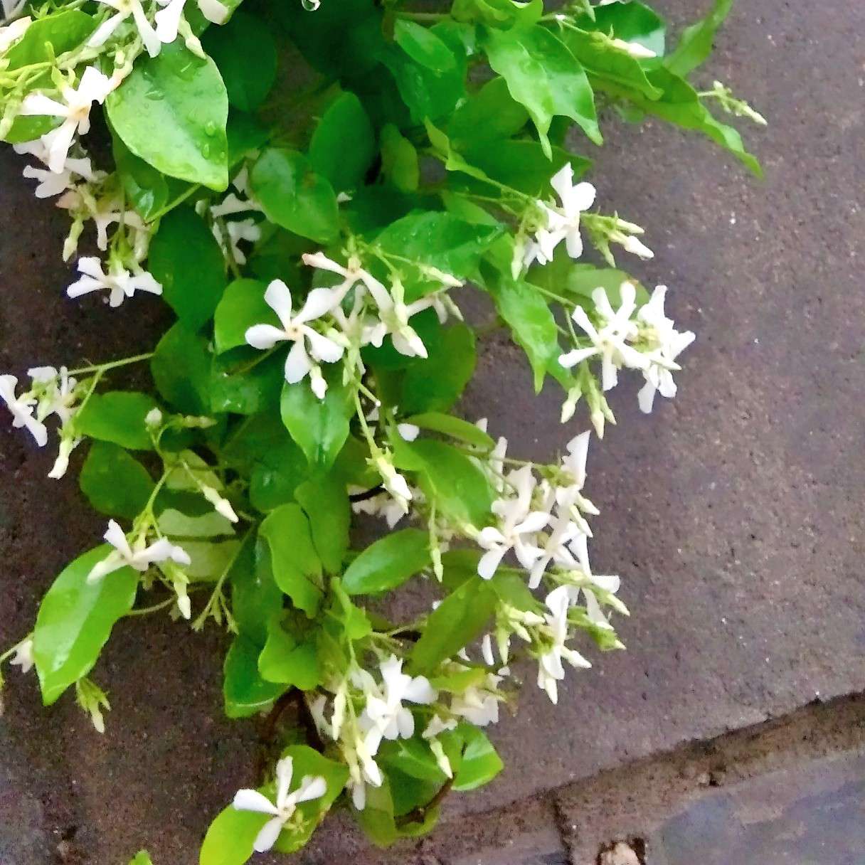 收藏