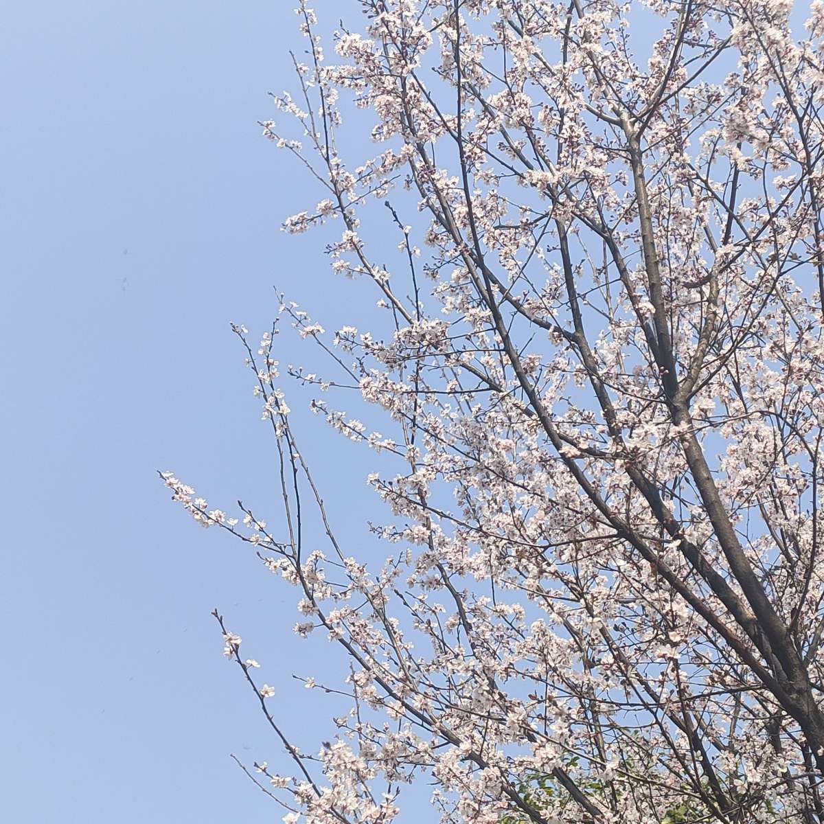 春天