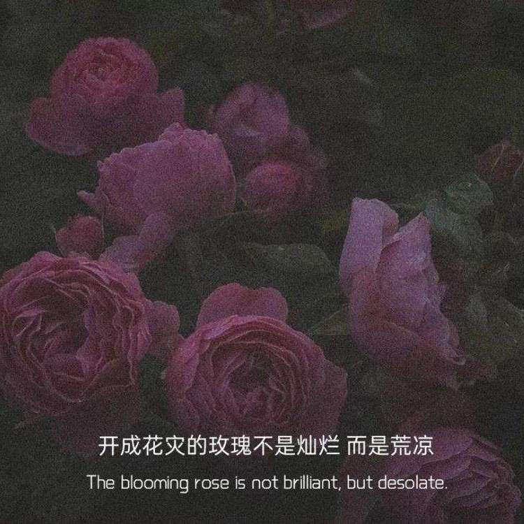 西柚