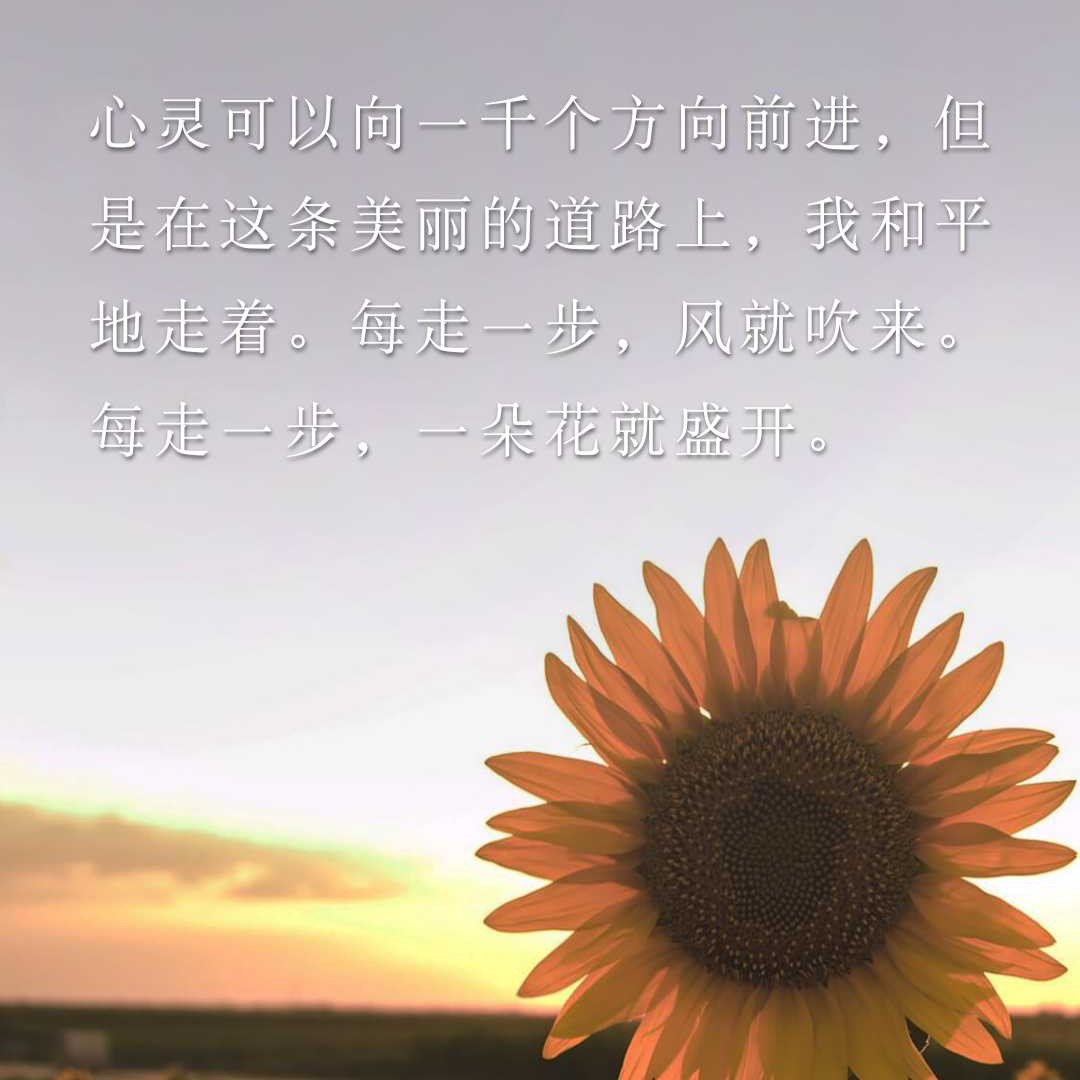 半夏的专辑
