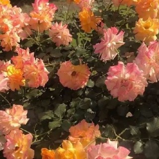温柔