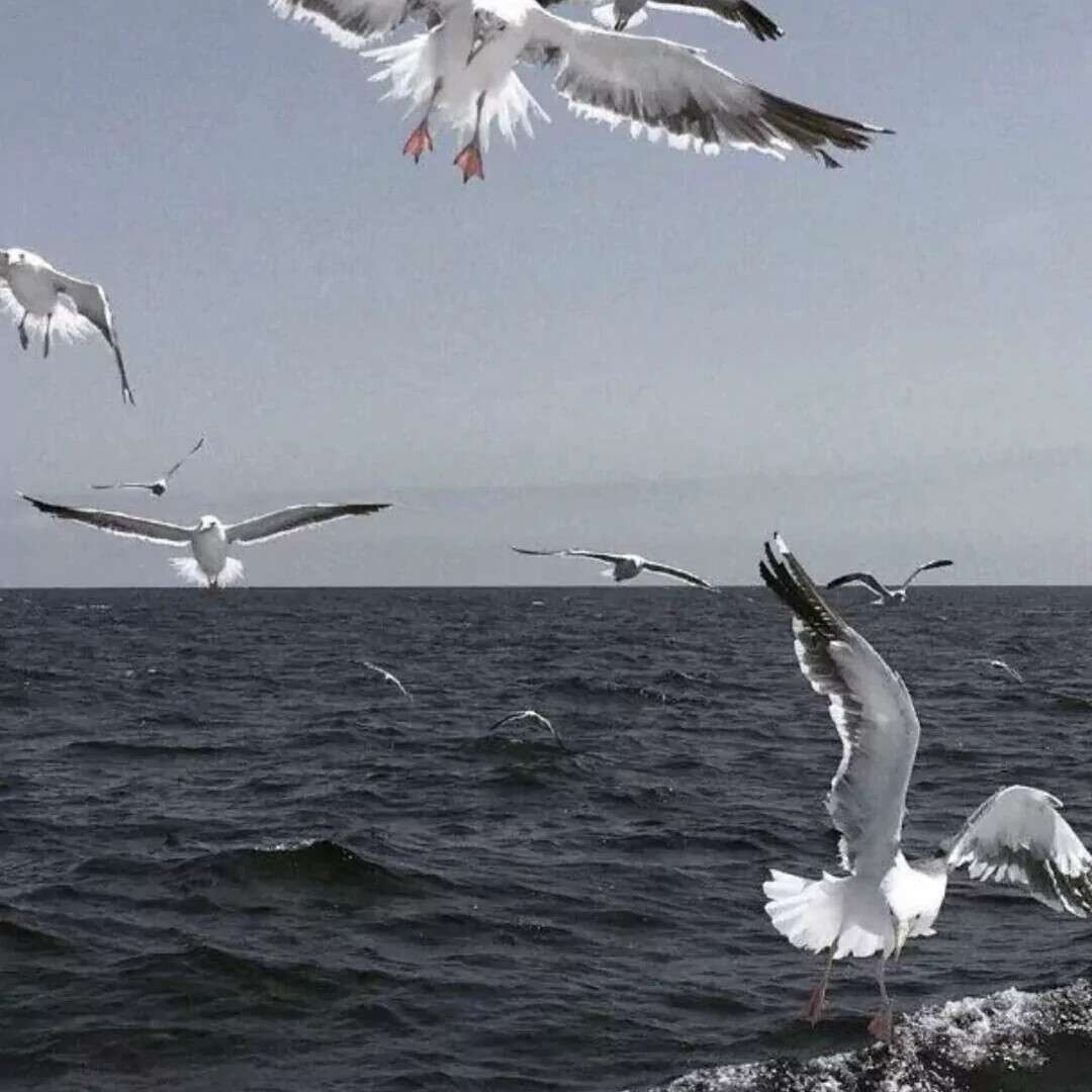 freedom