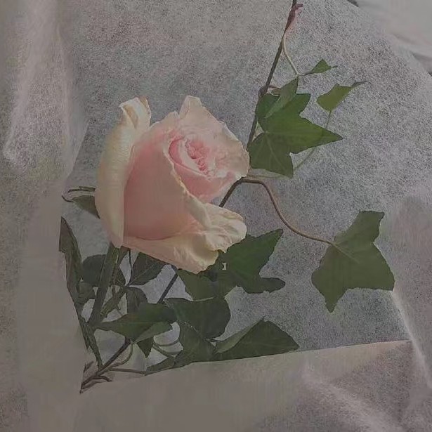 桥松的专辑