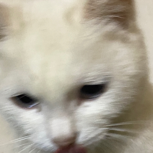 专属美句