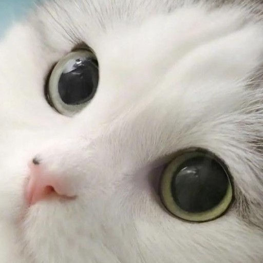 情爱
