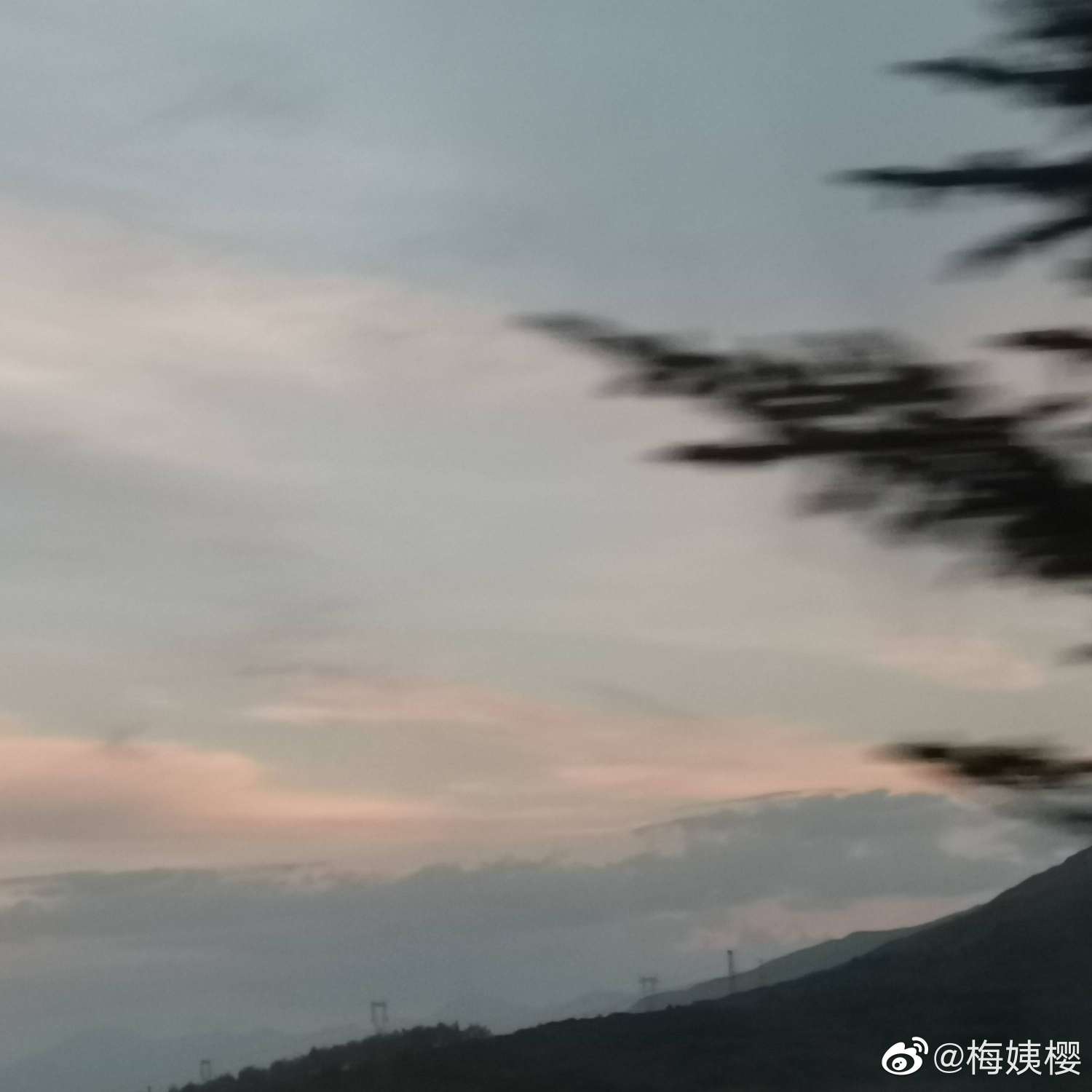 樱