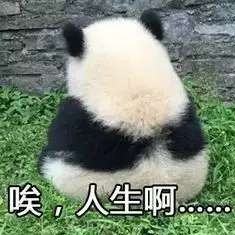 Yang的专辑