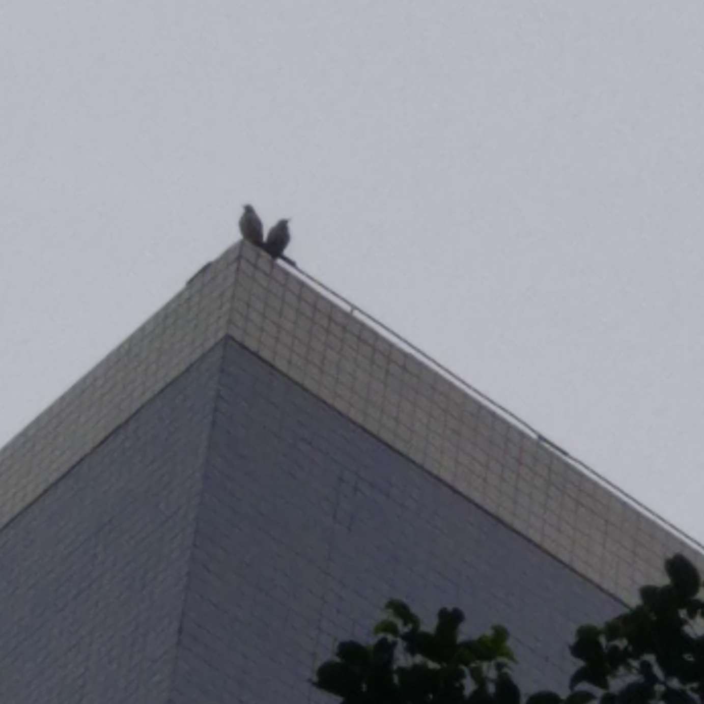 情感