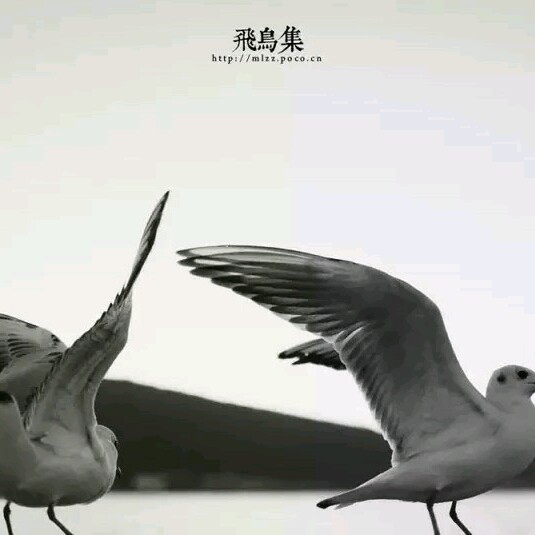 飞鸟集