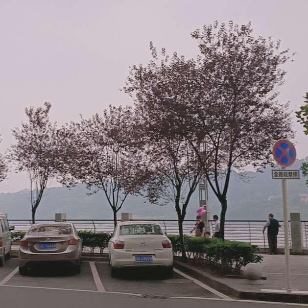 小树林