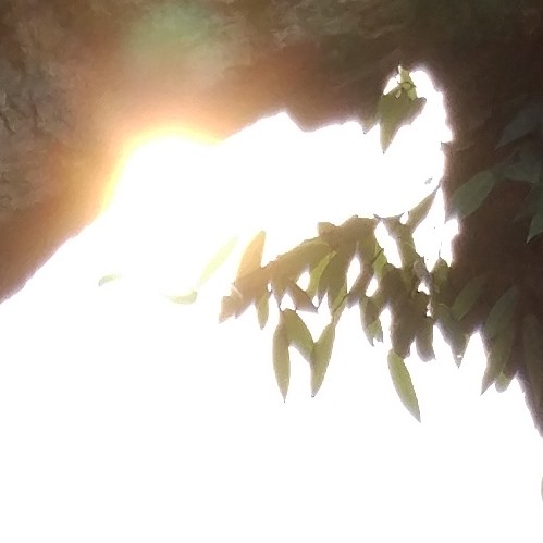 飞绪