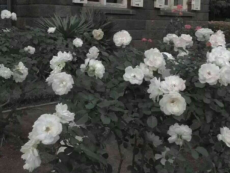 #对你而言爱情重要吗