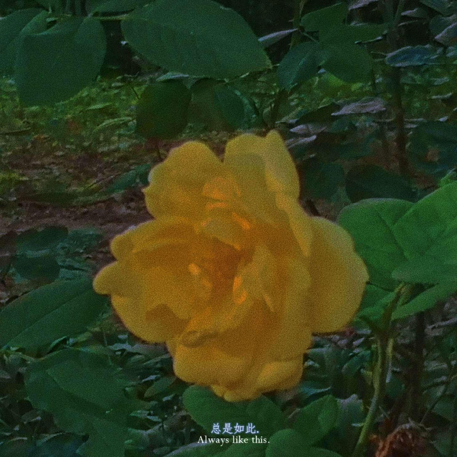 温柔